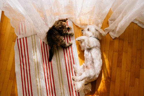 Deux chats de couleurs différentes, l’un tigré et l’autre blanc, se reposent confortablement sous une couverture rayée rouge et blanche dans un intérieur chaleureux. Cette scène illustre la cohabitation harmonieuse entre animaux de compagnie et logement, un sujet clé pour les locataires se demandant si un contrat de location peut légalement interdire les animaux domestiques. La présence de ces chats sur un lit bien fait met en avant l’importance d’un cadre de vie adapté aux besoins des animaux tout en respectant les règles de location. Idéal pour évoquer les droits et obligations liés à la détention d’animaux dans un logement loué.
