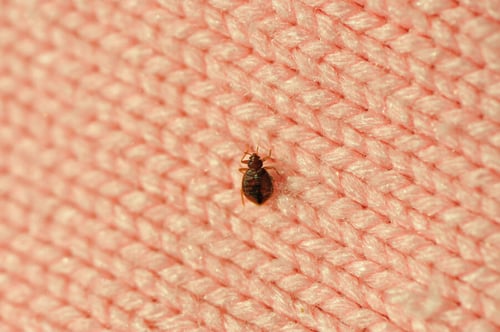 Une punaise de lit adulte visible sur un matelas en tissu rose clair, typique des locations meublées. Cet insecte brun et aplati, mesurant environ 5 mm, est souvent responsable d’infestations dans les logements loués. La photo illustre un problème courant en location meublée, où la présence de punaises de lit soulève des questions de responsabilité entre locataire et propriétaire. Idéale pour un article sur les obligations légales et les solutions en cas d’infestation dans un logement meublé.