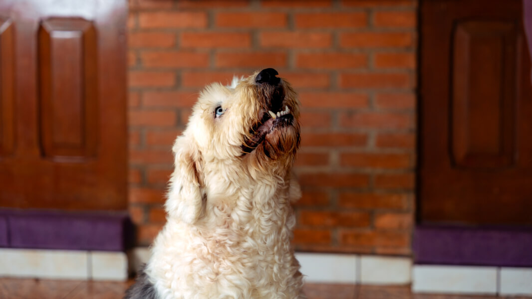 Chien de race à poils longs et clairs assis dans un intérieur domestique près d'une cheminée en briques rouges et d'armoires en bois sombre. Ce chien, probablement sensible aux bruits environnants, semble attentif ou inquiet, illustrant les défis des nuisances sonores en location. Découvrez des conseils pratiques pour gérer l'anxiété des animaux domestiques face aux bruits et améliorer leur bien-être ainsi que celui des locataires dans notre article Chiens et nuisances sonores en location comment agir. Image mettant en avant un animal de compagnie dans un cadre résidentiel typique pour évoquer les solutions contre les aboiements et le stress canin en habitat locatif.