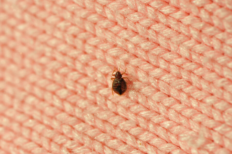Une punaise de lit adulte visible sur un matelas en tissu rose clair, typique des locations meublées. Cet insecte brun et aplati, mesurant environ 5 mm, est souvent responsable d’infestations dans les logements loués. La photo illustre un problème courant en location meublée, où la présence de punaises de lit soulève des questions de responsabilité entre locataire et propriétaire. Idéale pour un article sur les obligations légales et les solutions en cas d’infestation dans un logement meublé.